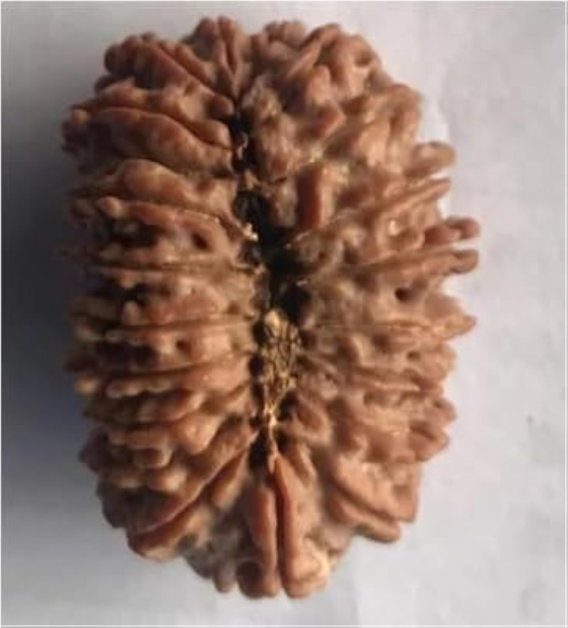 19 Mukhi Rudraksha Original Certified Nepali Bead